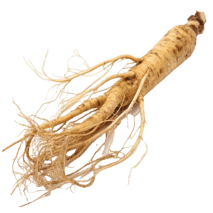 panax ginseng